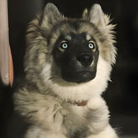 Para ver en Navidad: la película de un perro basada en hechos reales que está en el top 10 de Netflix