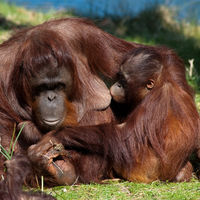 ¿Aún le das teta? Descubren que las orangutanas amamantan hasta los 8 años o más