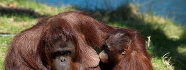 ¿Aún le das teta? Descubren que las orangutanas amamantan hasta los 8 años o más