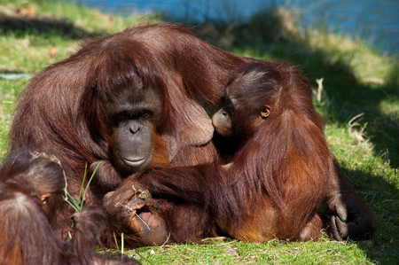 ¿Aún le das teta? Descubren que las orangutanas amamantan hasta los 8 años o más
