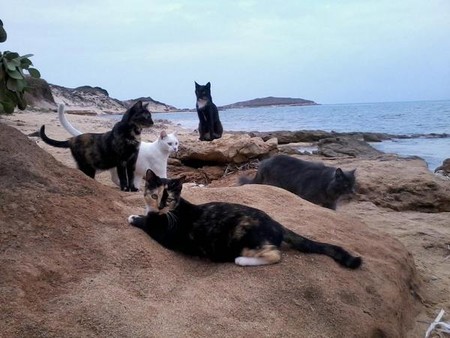 Su Pallosu, la playa de la Cerdeña habitada por gatos