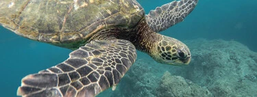 Durante siglos, los marineros británicos devoraron a las tortugas verdes hasta casi extinguirlas: hoy las hemos recuperado