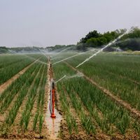 Cultivos conectados sin necesidad de internet: la solución colombiana que utiliza la tecnología de Microsoft para automatizar el riego y ofrecer datos en tiempo real en zonas sin señal