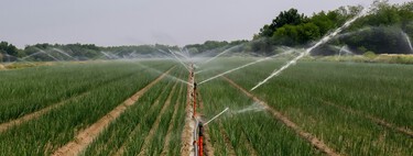 Cultivos conectados sin necesidad de internet: la solución colombiana que utiliza la tecnología de Microsoft para automatizar el riego y ofrecer datos en tiempo real en zonas sin señal