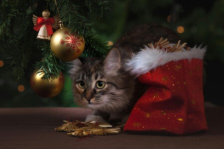 gato navidad