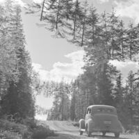 Cuando la URSS le declaró la guerra, Finlandia decidió proteger sus carreteras de forma peculiar: con árboles voladores