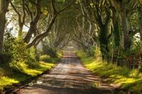 The Dark Hedges: visita uno de los escenarios más aterradores de 'Juego de Tronos' en Irlanda