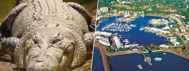 Darwin es una ciudad australiana con 250.000 habitantes. 100.000 de ellos son cocodrilos protegidos 