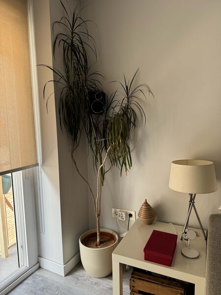 Dracena