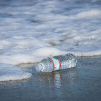 Esta alga pode puxar microplásticos da água quase como um imã — a solução para este mal do século? 