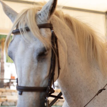 En Puebla darán equinoterapia y caninoterapia gratis para niños: conoce los requisitos