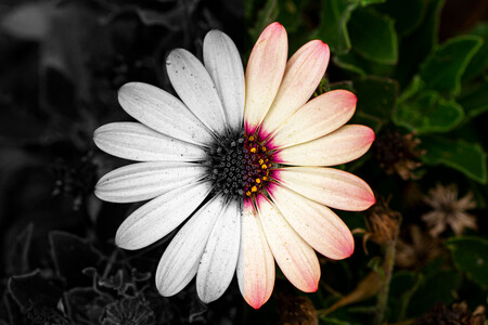 Coloreando fotos con un par de clicks, Canon en el top de ventas de Japón, análisis de Luminar AI y más: Galaxia Xataka Foto
