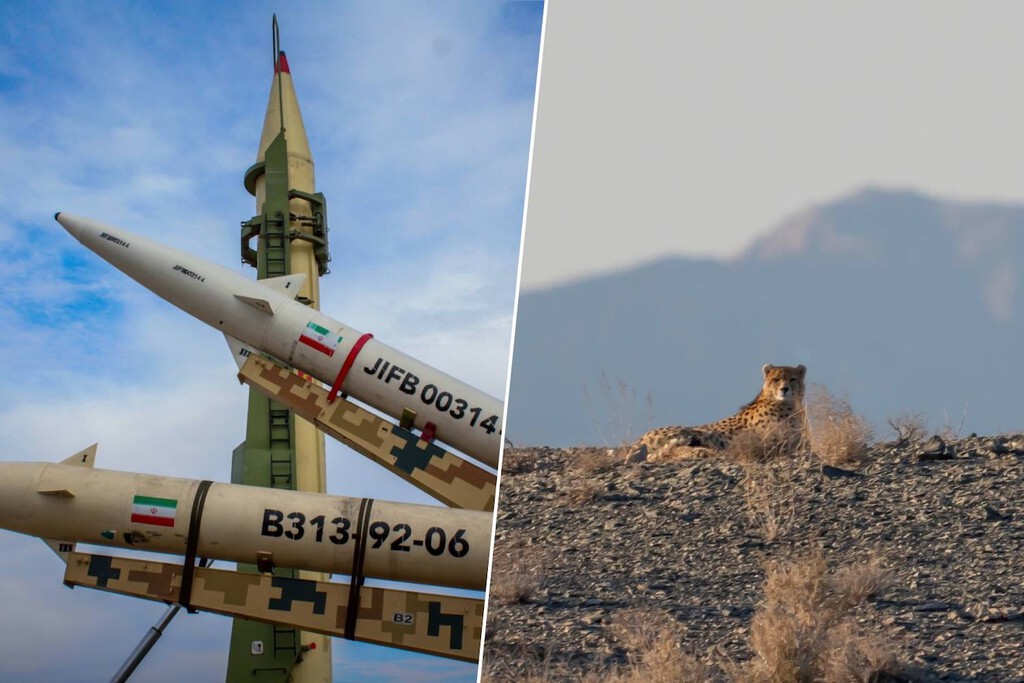 El felino más raro y escaso del planeta ha encontrado el clavo para el ataúd que le faltaba: la guerra de Irán