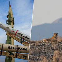 Solo quedan 27 en libertad y la guerra en Irán es su sentencia: el drama del felino más escaso y raro del planeta