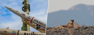 Solo quedan 27 en libertad y la guerra en Irán es su sentencia: el drama del felino más escaso y raro del planeta