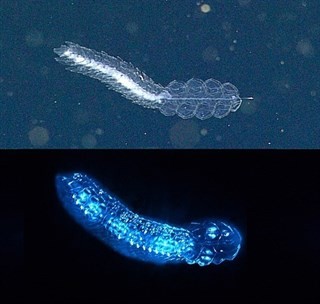 Casi todos los animales del océano profundo producen luz