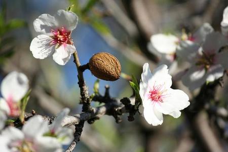 La almendra: conoce sus propiedades y beneficios