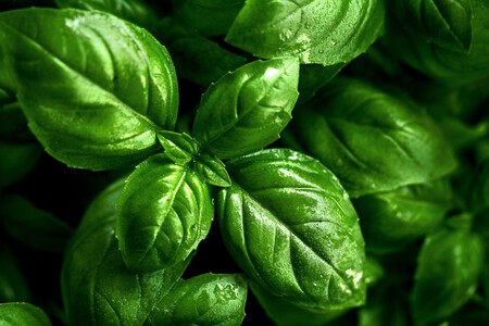 albahaca
