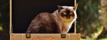 Qué hacer con nuestros gatos cuando nos vamos de vacaciones 