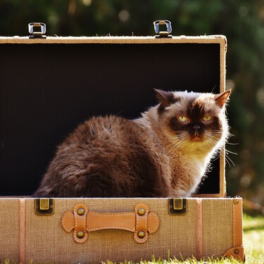 Qué hacer con nuestros gatos cuando nos vamos de vacaciones 
