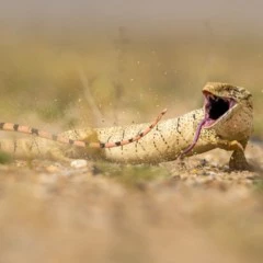 Foto 8 de 10 de la galería otros-animales en Xataka Foto