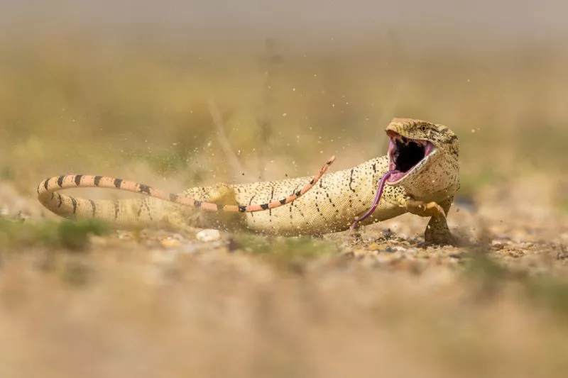 Foto de Otros animales (8/10)