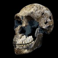 Hace diez años descubrimos un misterioso pariente lejano del Homo sapiens. Hoy ese misterio no hace sino agrandarse