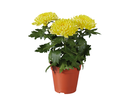 Gcp4e35e5c91a314622982d789ea7db93ac