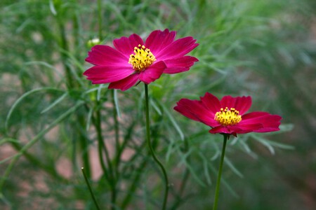 Pexels Andromeda99 11079548