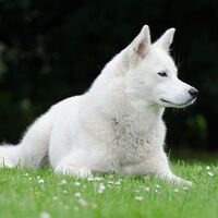 Hel, la heroica perrita husky que ha salvado la vida de un bebé en Inglaterra