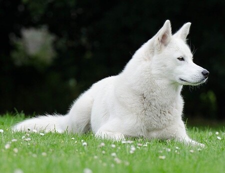 Hel, la heroica perrita husky que ha salvado la vida de un bebé en Inglaterra