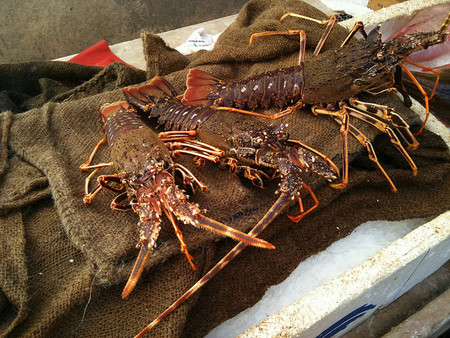 Turismo responsable: guía mundial para el consumo de pescados y mariscos 