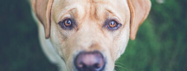 Tu perro te está hablando, esto es lo que te quiere decir 