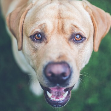 Tu perro te está hablando, esto es lo que te quiere decir 