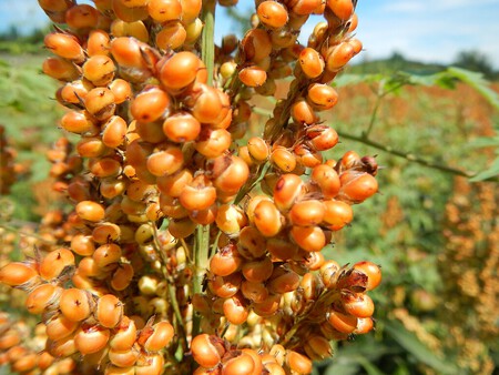 sorgo
