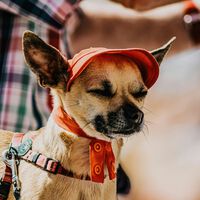 Los expertos coinciden: cómo proteger a las mascotas de los golpes de calor en plena ola de temperaturas extremas 