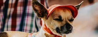 Los expertos coinciden: cómo proteger a las mascotas de los golpes de calor en plena ola de temperaturas extremas 