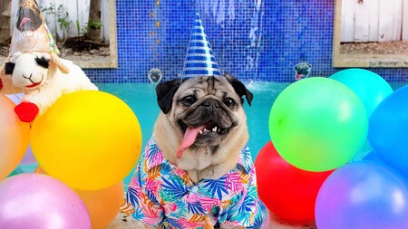 Doug The Pug Cumpleanos 10