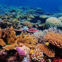 Baleia azul perde o título de maior animal marinho e o novo maioral dos mares não é tão óbvio quanto parece 