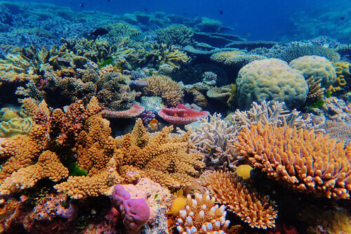 coral no fundo do mar