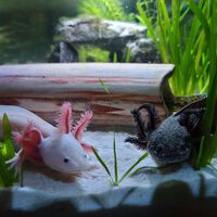 Essa fofura pode ser o segredo para regenerar membros humanos — junto de outras 2 espécies inusitadas 