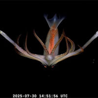 Miles de personas están enganchadas al streaming más popular del momento: ver peces raros a 3.900 metros bajo el mar