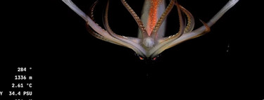 Miles de personas están enganchadas al streaming más popular del momento: ver peces raros a 3.900 metros bajo el mar