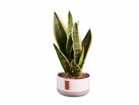 Sansevieria Lidl