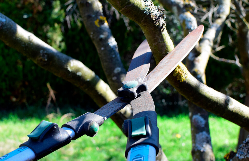 Las tijeras de podar sufren más que las convencionales. Siguiendo estos pasos las tendrás siempre afiladas y alargarás su vida 