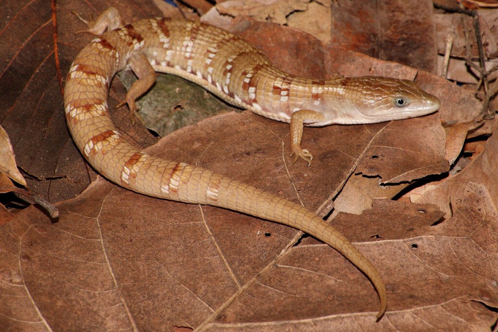 Seguimos descubriendo lagartijas en México. La última: esta inédita lagartija caimán