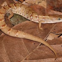 Seguimos descubriendo lagartijas en México. La última: esta inédita lagartija caimán 