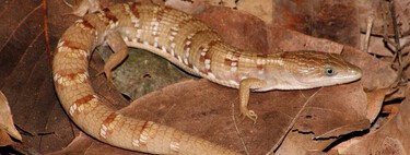 Una lagartija inédita en México con rasgos de caimán podría revelar claves sobre la evolución de los reptiles