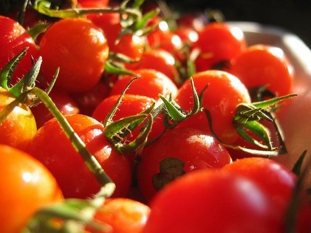 La supervivencia del tomate