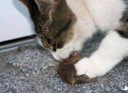 Toxoplasmosis, el gran aliado de los gatos